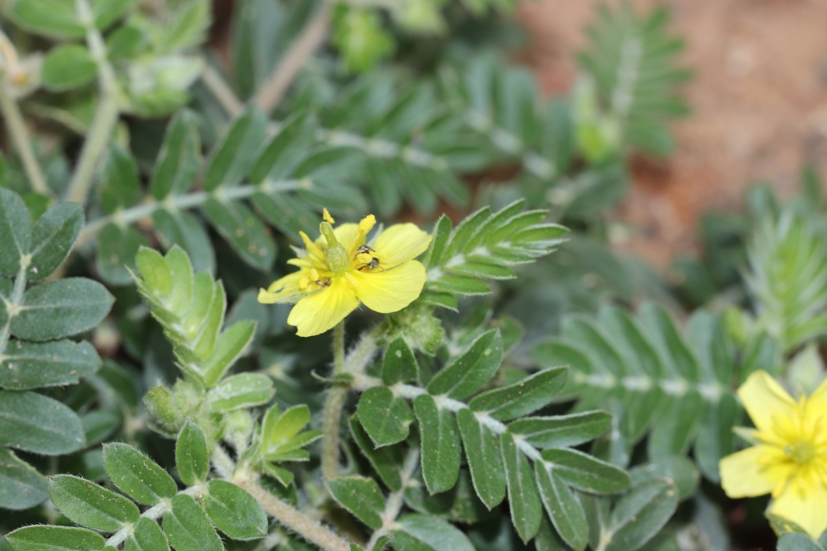 Tribulus terrestris L.